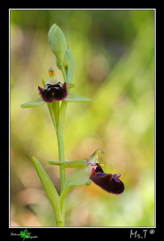 5 Aprile, una giornata di belle orchidee!!!